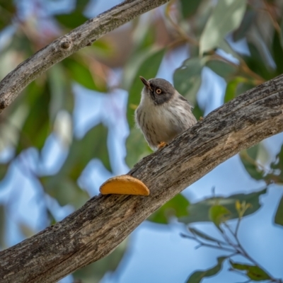 Daphoenositta chrysoptera (Varied Sittella) at Bango, NSW - 12 Jun 2021 by trevsci