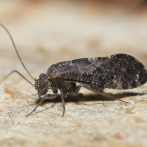 Psocodea 'Psocoptera' sp. (order) at Acton, ACT - 11 Jun 2021