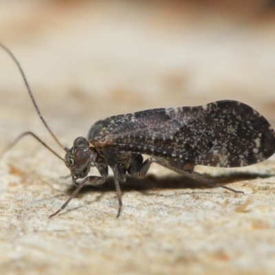 Psocodea 'Psocoptera' sp. (order) (Unidentified plant louse) at Acton, ACT - 11 Jun 2021 by TimL