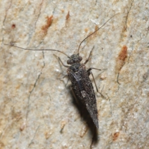 Psocodea 'Psocoptera' sp. (order) at Acton, ACT - 11 Jun 2021