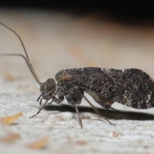 Psocodea 'Psocoptera' sp. (order) at Acton, ACT - 11 Jun 2021