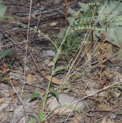 Cynoglossum australe (Australian Forget-me-not) at Conder, ACT - 30 Mar 2021 by michaelb