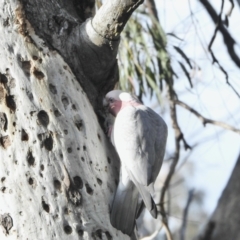 Eolophus roseicapilla (Galah) at Aranda, ACT - 7 Jun 2021 by KMcCue