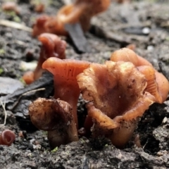 Laccaria sp. (Laccaria) at Rendezvous Creek, ACT - 12 Jun 2021 by KMcCue