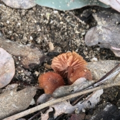 Laccaria sp. at Rendezvous Creek, ACT - 12 Jun 2021 01:28 PM