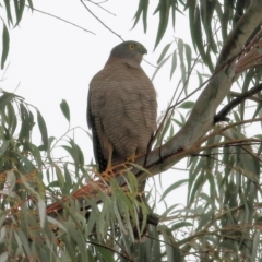 Accipiter cirrocephalus (Collared Sparrowhawk) at Wodonga, VIC - 13 Jun 2021 by KylieWaldon