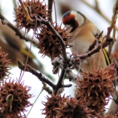 Carduelis carduelis (European Goldfinch) at Wodonga - 13 Jun 2021 by Kyliegw