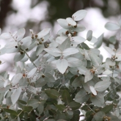 Eucalyptus cinerea (Argyle Apple) at Wodonga - 13 Jun 2021 by KylieWaldon