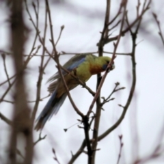 Platycercus elegans flaveolus (Yellow Rosella) at Wodonga, VIC - 13 Jun 2021 by KylieWaldon