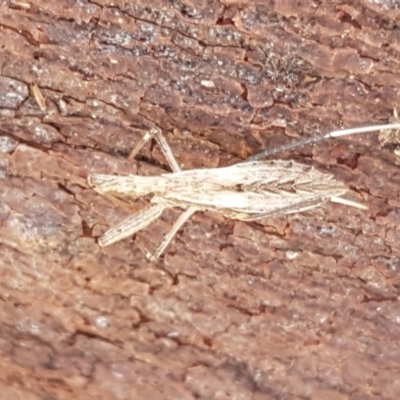 Dicrotelus prolixus (Assassin bug) at Latham, ACT - 13 Jun 2021 by trevorpreston