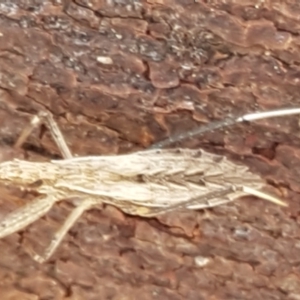 Dicrotelus prolixus at Latham, ACT - 13 Jun 2021