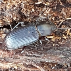 Meneristes australis (Darking beetle) at Latham, ACT - 13 Jun 2021 by tpreston