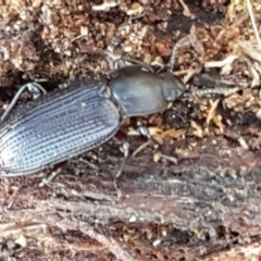 Meneristes australis at Latham, ACT - 13 Jun 2021