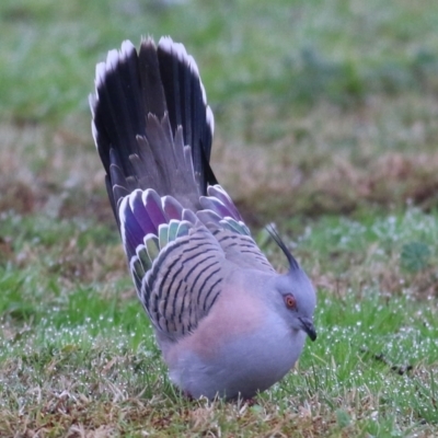 Ocyphaps lophotes (Crested Pigeon) at Wodonga - 13 Jun 2021 by Kyliegw