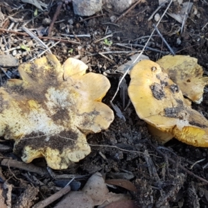 Cortinarius sp. at Latham, ACT - 13 Jun 2021