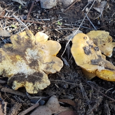 Cortinarius sp. (Cortinarius) at Umbagong District Park - 13 Jun 2021 by trevorpreston