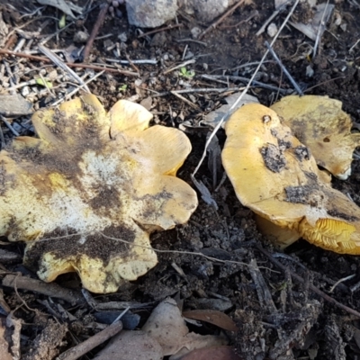 Cortinarius sp. (Cortinarius) at Umbagong District Park - 13 Jun 2021 by tpreston