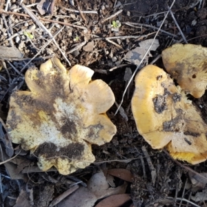 Cortinarius sp. at Latham, ACT - 13 Jun 2021