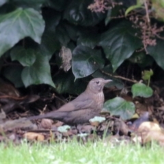 Turdus merula (Eurasian Blackbird) at Wodonga, VIC - 13 Jun 2021 by Kyliegw