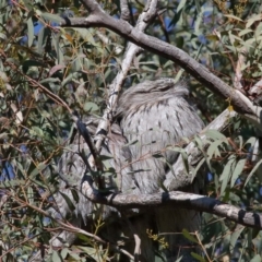 Podargus strigoides (Tawny Frogmouth) at ANBG - 13 Jun 2021 by TimL