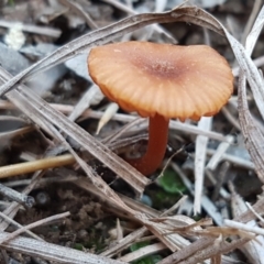 Laccaria sp. (Laccaria) at Latham, ACT - 13 Jun 2021 by tpreston