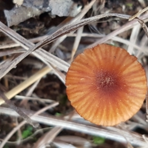 Laccaria sp. at Latham, ACT - 13 Jun 2021