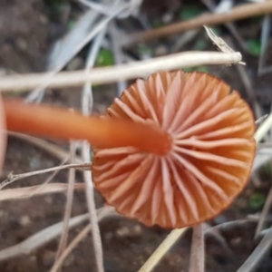 Laccaria sp. at Latham, ACT - 13 Jun 2021