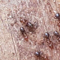 Papyrius sp. (genus) (A Coconut Ant) at Umbagong District Park - 13 Jun 2021 by tpreston