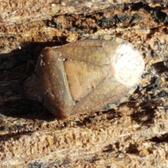 Dictyotus conspicuus (A shield or stink bug) at Latham, ACT - 13 Jun 2021 by trevorpreston