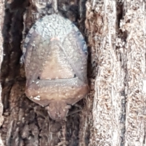 Dictyotus conspicuus at Latham, ACT - 13 Jun 2021