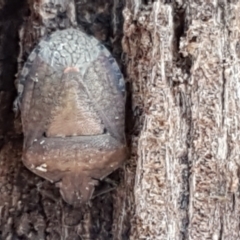 Dictyotus conspicuus at Latham, ACT - 13 Jun 2021