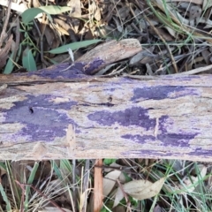 Phlebiopsis crassa (A corticioid or paint fungi) at Umbagong District Park - 13 Jun 2021 by tpreston