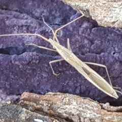 Mutusca brevicornis (A broad-headed bug) at Latham, ACT - 13 Jun 2021 by trevorpreston