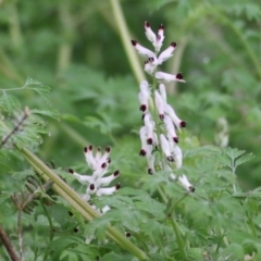 Fumaria capreolata (White Fumitory) at - 12 Jun 2021 by Kyliegw