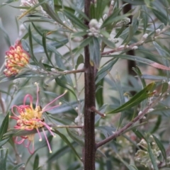 Grevillea sp. (Grevillea) at Wodonga, VIC - 12 Jun 2021 by KylieWaldon