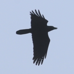 Corvus coronoides (Australian Raven) at Wodonga, VIC - 12 Jun 2021 by Kyliegw