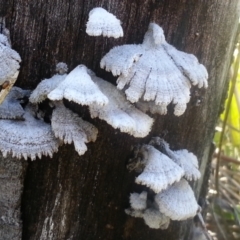 Schizophyllum commune (Split Gill Fungus) at Campbell, ACT - 13 Jun 2021 by SilkeSma