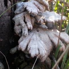 Schizophyllum commune at Campbell, ACT - 13 Jun 2021 10:38 AM