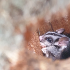 Petaurus norfolcensis (Squirrel Glider) at Thurgoona, NSW - 25 May 2021 by Waynergy