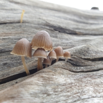 Mycena sp. (Mycena) at Wodonga, VIC - 13 Jun 2021 by Rixon