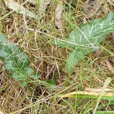 Arum italicum (Italian Arum) at West Albury, NSW - 13 Jun 2021 by Rixon