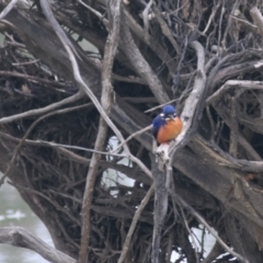 Ceyx azureus (Azure Kingfisher) at West Albury, NSW - 13 Jun 2021 by Rixon