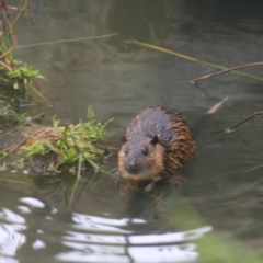 Hydromys chrysogaster (Rakali or Water Rat) at Albury - 13 Jun 2021 by Rixon