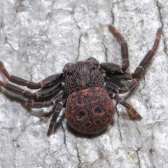 Cymbacha ocellata (Crab spider) at Acton, ACT - 13 Jun 2021 by TimL