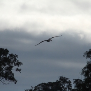 Pelecanus conspicillatus at Throsby, ACT - 13 Jun 2021 10:05 AM