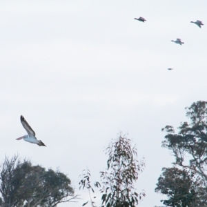 Pelecanus conspicillatus at Throsby, ACT - 13 Jun 2021 10:05 AM