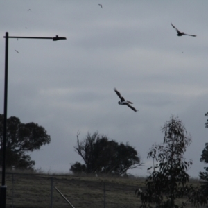 Pelecanus conspicillatus at Throsby, ACT - 13 Jun 2021 10:05 AM
