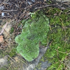 Grimmia sp. at Acton, ACT - 10 Jun 2021