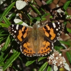 Vanessa kershawi (Australian Painted Lady) at Acton, ACT - 16 Apr 2021 by JanetRussell
