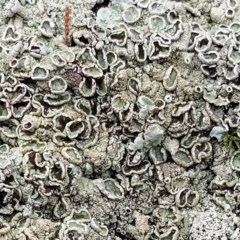 Parmeliaceae (family) (A lichen family) at ANBG - 10 Jun 2021 by JanetRussell